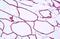 Caveolae Associated Protein 1 antibody, MBS244244, MyBioSource, Immunohistochemistry paraffin image 