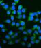 Carbonic Anhydrase 13 antibody, A09186-3, Boster Biological Technology, Immunofluorescence image 