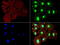 Nibrin antibody, LS-C796847, Lifespan Biosciences, Immunofluorescence image 