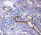 Mucosal Vascular Addressin Cell Adhesion Molecule 1 antibody, LS-C313201, Lifespan Biosciences, Immunohistochemistry paraffin image 