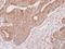 Leucine Rich Repeat Containing 1 antibody, LS-C155626, Lifespan Biosciences, Immunohistochemistry frozen image 