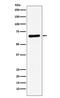 Syntaxin Binding Protein 1 antibody, M02351, Boster Biological Technology, Western Blot image 
