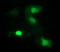 Indoleamine 2,3-Dioxygenase 1 antibody, LS-C788166, Lifespan Biosciences, Immunofluorescence image 