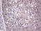 Adiponectin, C1Q And Collagen Domain Containing antibody, LS-C339276, Lifespan Biosciences, Immunohistochemistry paraffin image 