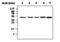 ICAD antibody, MA5-17224, Invitrogen Antibodies, Western Blot image 