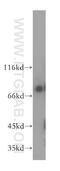 Peptidylprolyl Isomerase G antibody, 12985-1-AP, Proteintech Group, Western Blot image 