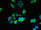 Solute Carrier Family 35 Member B1 antibody, LS-C396497, Lifespan Biosciences, Immunofluorescence image 