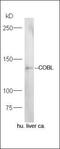 Chromosome 22 Open Reading Frame 31 antibody, orb2374, Biorbyt, Western Blot image 