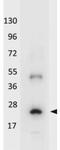 Interleukin-32 antibody, GTX48654, GeneTex, Western Blot image 