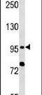 Toll Like Receptor 6 antibody, PA5-11602, Invitrogen Antibodies, Western Blot image 