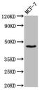 Transcription factor SOX-3 antibody, CSB-PA022429LA01HU, Cusabio, Western Blot image 