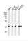 Nucleophosmin 1 antibody, abx034838, Abbexa, Western Blot image 