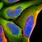 AHSA1 antibody, PA5-51480, Invitrogen Antibodies, Immunofluorescence image 