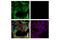 Transketolase antibody, 28755S, Cell Signaling Technology, Immunocytochemistry image 