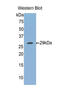 FKBP Prolyl Isomerase 8 antibody, MBS2005889, MyBioSource, Western Blot image 