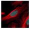 Zinc Finger And SCAN Domain Containing 21 antibody, NBP2-20944, Novus Biologicals, Immunocytochemistry image 