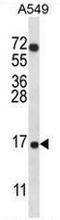Cytochrome C Oxidase Subunit 7A2 Like antibody, AP51037PU-N, Origene, Western Blot image 