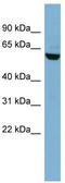 Nectin Cell Adhesion Molecule 3 antibody, TA344114, Origene, Western Blot image 