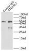 Autophagy Related 16 Like 2 antibody, FNab00670, FineTest, Immunoprecipitation image 