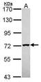 Mannosidase Alpha Class 1B Member 1 antibody, PA5-21703, Invitrogen Antibodies, Western Blot image 