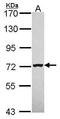 Endoplasmic reticulum mannosyl-oligosaccharide 1,2-alpha-mannosidase antibody, PA5-21703, Invitrogen Antibodies, Western Blot image 