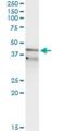 Replication Factor C Subunit 3 antibody, H00005983-M01, Novus Biologicals, Immunoprecipitation image 