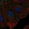 CD99 Molecule Like 2 antibody, NBP2-68771, Novus Biologicals, Immunofluorescence image 