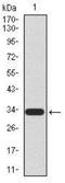 Undifferentiated Embryonic Cell Transcription Factor 1 antibody, NBP2-37444, Novus Biologicals, Western Blot image 
