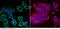 F11 Receptor antibody, 10198-MM04, Sino Biological, Immunohistochemistry frozen image 