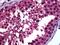 Retinoic Acid Receptor Alpha antibody, 51-793, ProSci, Immunohistochemistry frozen image 