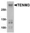 Teneurin Transmembrane Protein 3 antibody, PA5-72857, Invitrogen Antibodies, Western Blot image 