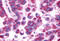 MAS Related GPR Family Member E antibody, MBS247401, MyBioSource, Immunohistochemistry frozen image 