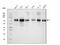 Splicing Factor 1 antibody, M01009-2, Boster Biological Technology, Western Blot image 