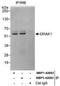Serine/Threonine Kinase 17a antibody, NBP1-42692, Novus Biologicals, Immunoprecipitation image 
