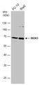 RIO Kinase 3 antibody, GTX107514, GeneTex, Western Blot image 