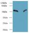 tRNA dimethylallyltransferase, mitochondrial antibody, LS-C379463, Lifespan Biosciences, Western Blot image 