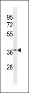 Olfactory Receptor Family 52 Subfamily J Member 3 antibody, LS-C158017, Lifespan Biosciences, Western Blot image 