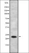 RAS Related 2 antibody, orb338636, Biorbyt, Western Blot image 