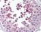 Lysine Methyltransferase 2B antibody, NB300-864, Novus Biologicals, Immunohistochemistry frozen image 