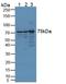 DnaJ Heat Shock Protein Family (Hsp40) Member C2 antibody, LS-C374592, Lifespan Biosciences, Western Blot image 
