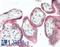 Ectonucleoside Triphosphate Diphosphohydrolase 1 antibody, LS-B13080, Lifespan Biosciences, Immunohistochemistry paraffin image 