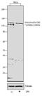 Vinculin antibody, 44-1074G, Invitrogen Antibodies, Western Blot image 