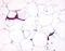 Hydroxycarboxylic Acid Receptor 3 antibody, orb79841, Biorbyt, Immunohistochemistry paraffin image 