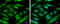Atlastin-1 antibody, GTX131075, GeneTex, Immunofluorescence image 