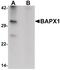 NK3 Homeobox 2 antibody, PA5-21108, Invitrogen Antibodies, Western Blot image 