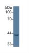 Early Growth Response 3 antibody, MBS2027738, MyBioSource, Western Blot image 