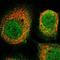 T Cell Immunoglobulin And Mucin Domain Containing 4 antibody, HPA015625, Atlas Antibodies, Immunocytochemistry image 