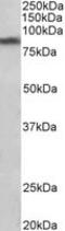 Solute Carrier Family 6 Member 3 antibody, MBS422810, MyBioSource, Western Blot image 