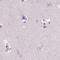 Suprabasin antibody, PA5-64032, Invitrogen Antibodies, Immunohistochemistry frozen image 