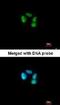 Exosome Component 10 antibody, NBP1-32870, Novus Biologicals, Immunofluorescence image 